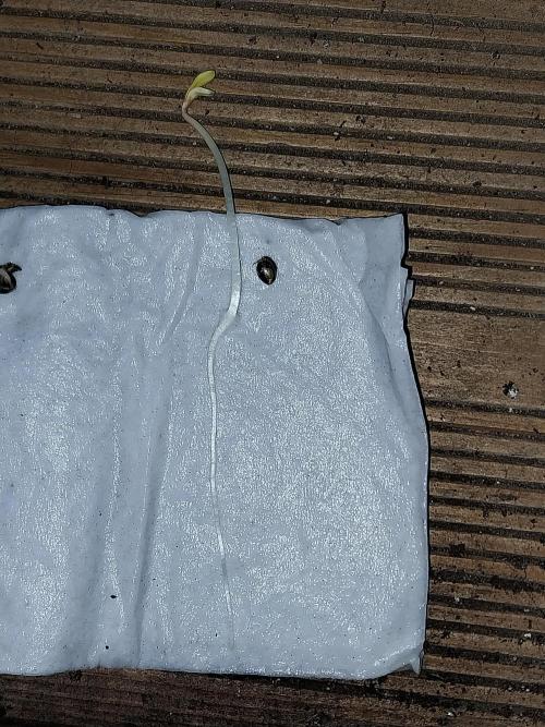 Erratatame. Week 0 - 10/02