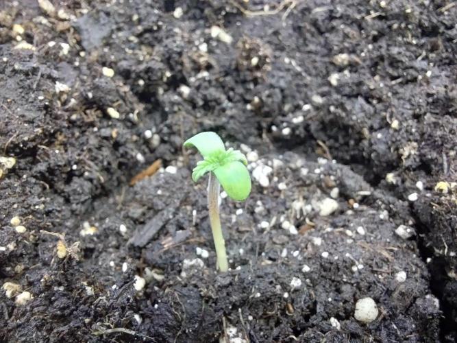 Erratatame. Week 0 - 11/02