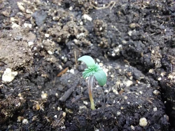 Erratatame. Week 0 - 12/02