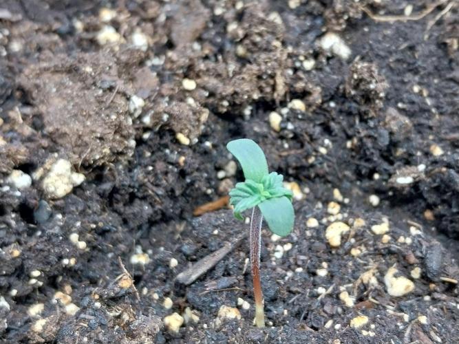 Erratatame. Week 0 - 13/02