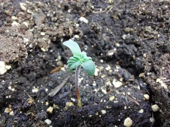 Erratatame. Week 0 - 13/02