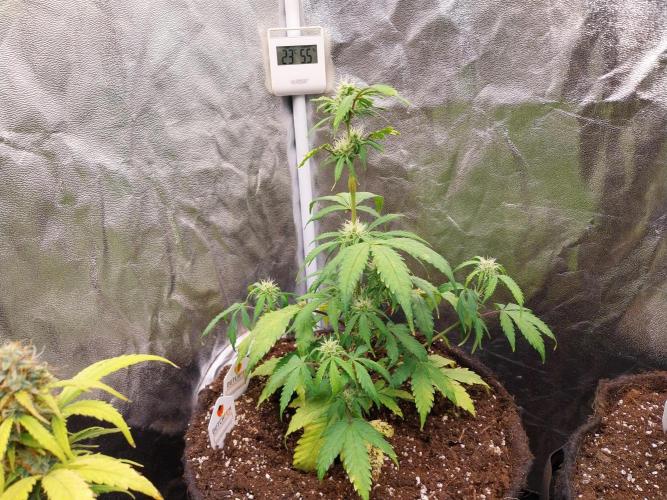 astéroweed. Week 7