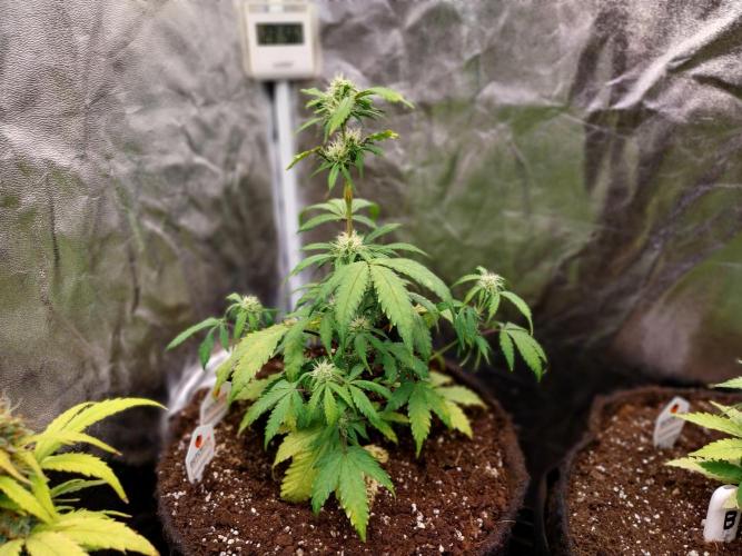 astéroweed. Week 7