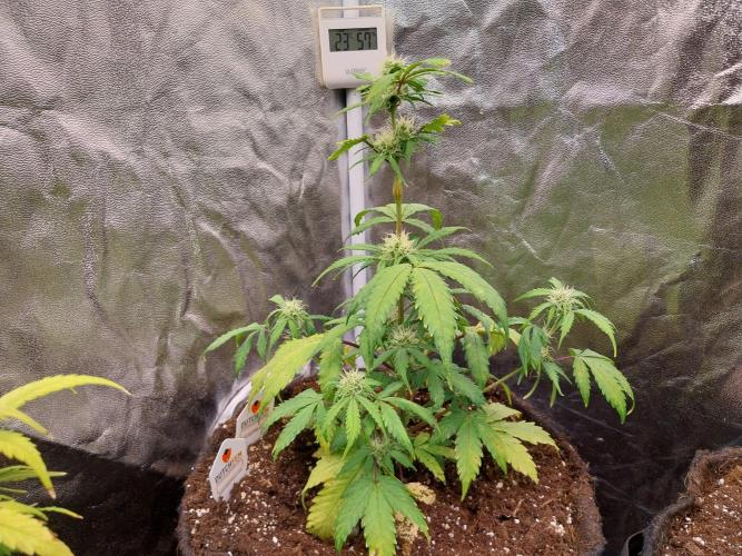 astéroweed. Week 7