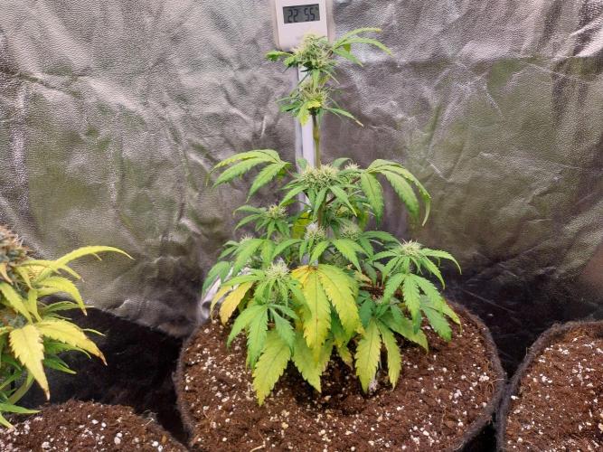 astéroweed. Week 7