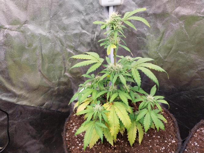 astéroweed. Week 7