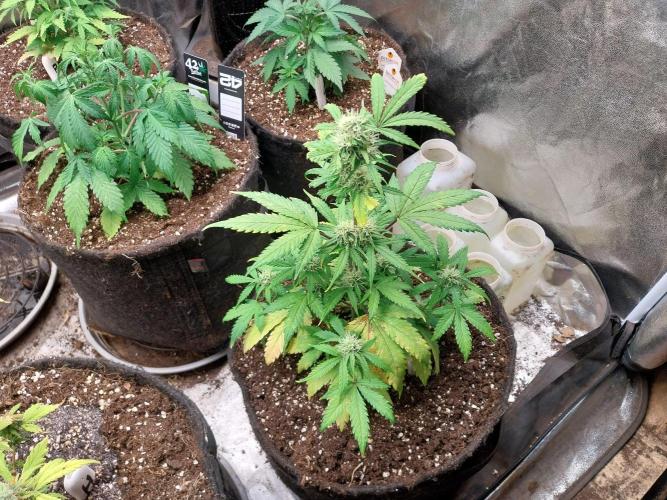 astéroweed. Week 7