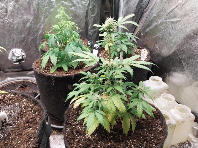 astéroweed. Week 7
