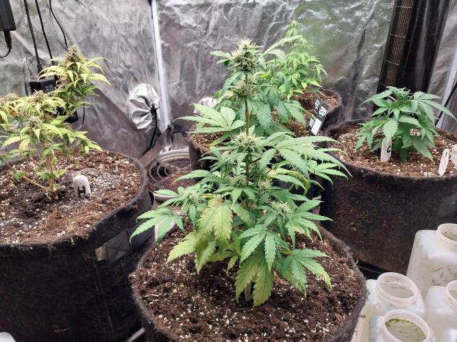 astéroweed. Week 7