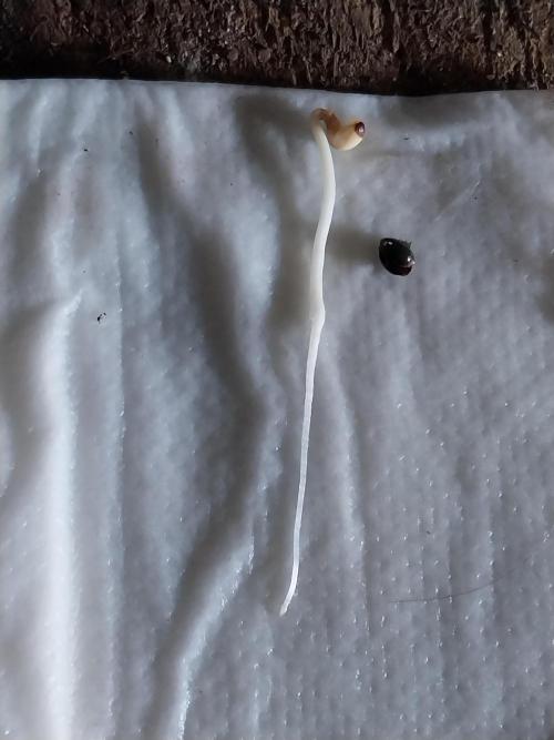 Faisse duloji. Week 0 - 11/02 