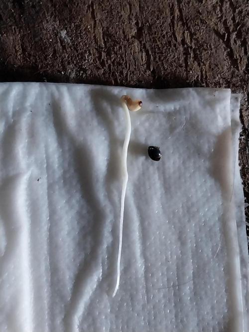 Faisse duloji. Week 0 - 11/02