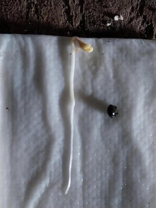 Faisse duloji. Week 0 - 11/02