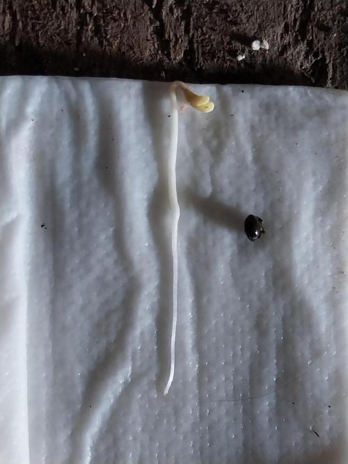 Faisse duloji. Week 0 - 11/02