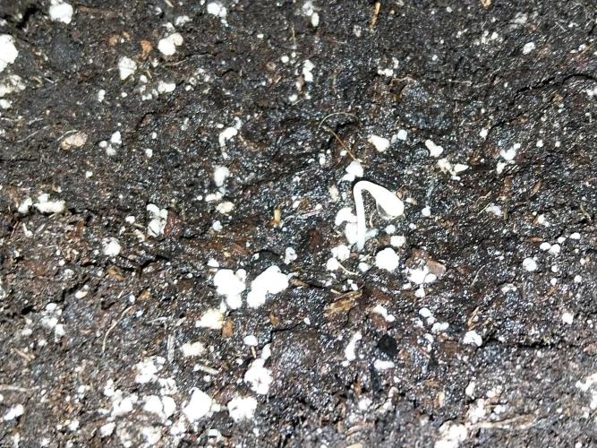 Faisse duloji. Week 0 - 11/02