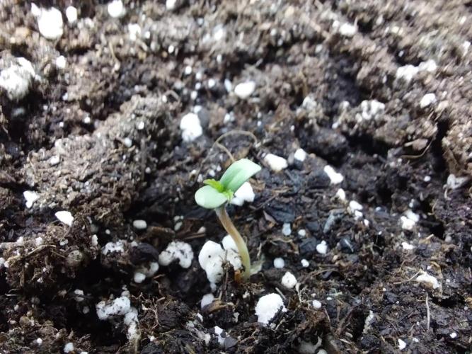 Faisse duloji. Week 0 - 12/02