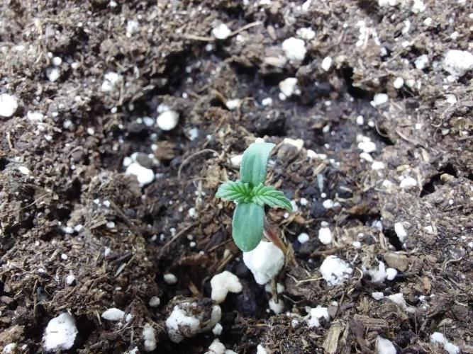 Faisse duloji. Week 0 - 13/02