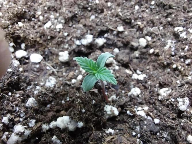 Faisse duloji. Week 0 - 14/02