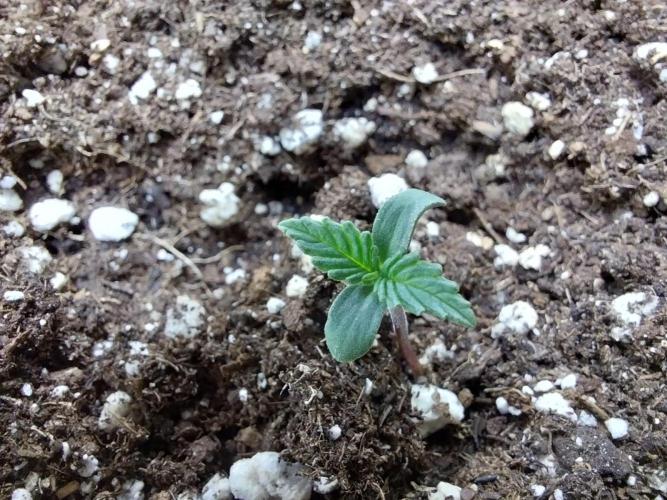 Faisse duloji. Week 0 - 14/02