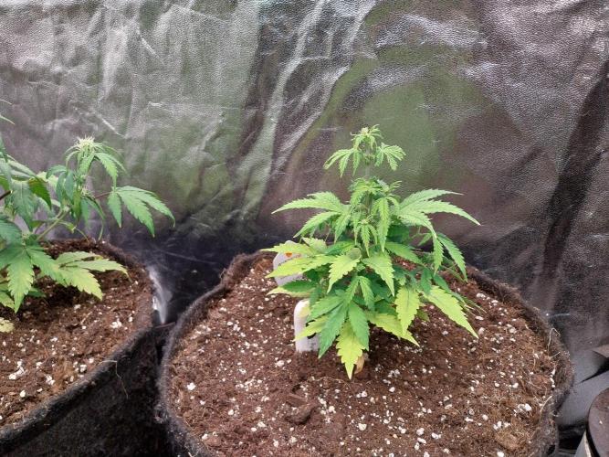 Bilout. Week 7 - 09/02