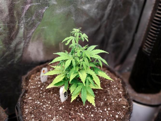 Bilout. Week 7 - 10/02