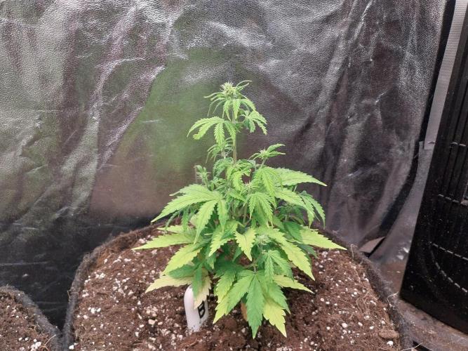 Bilout. Week 7 - 12/02