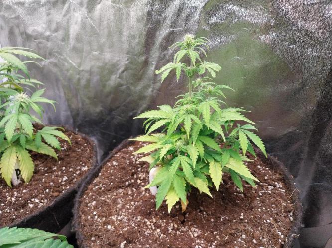 Bilout. Week 7 - 13/02