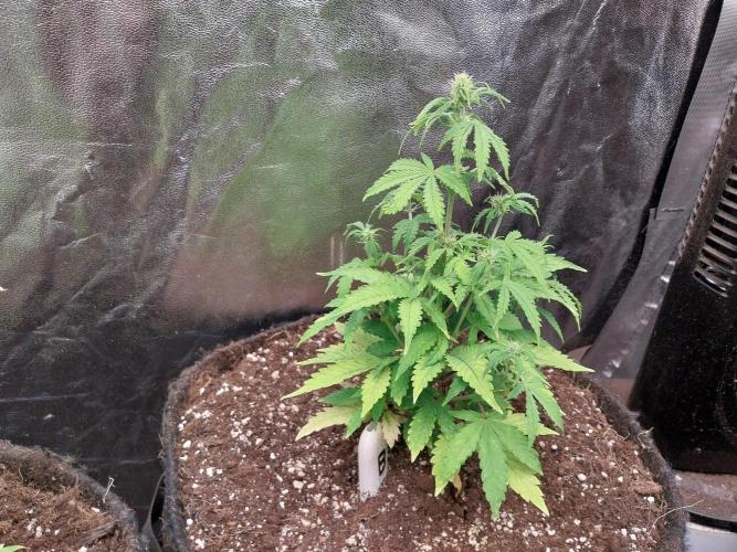 Bilout. Week 7 - 14/02