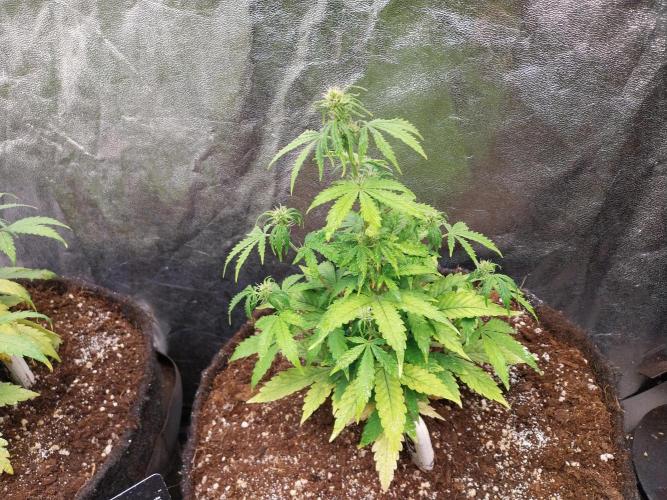 Bilout. Week 7 - 15/02