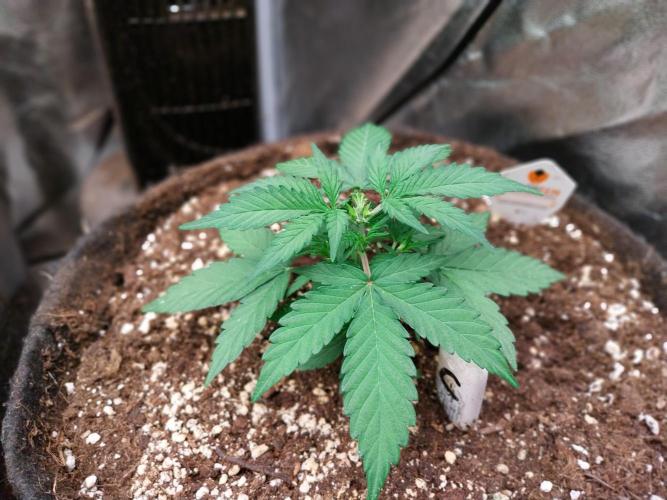 Palle leho. Week 5 - 10/02