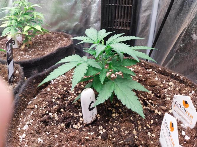 Palle leho. Week 5 - 11/02