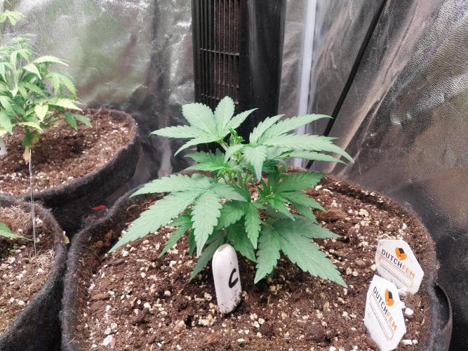 Palle leho. Week 5 - 12/02