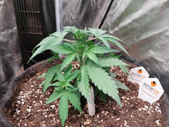 Palle leho. Week 5 - 14/02