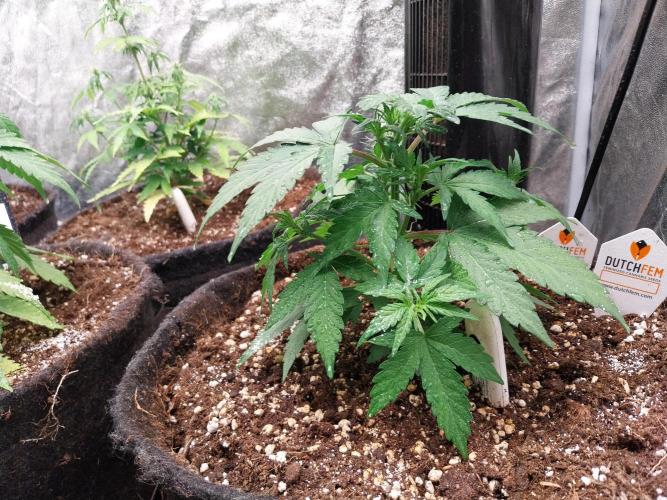 Palle leho. Week 5 - 15/02