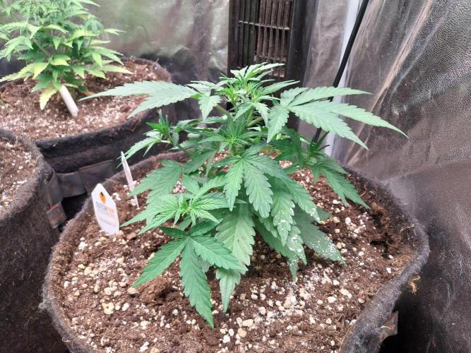 Palle leho. Week 5 - 16/02 