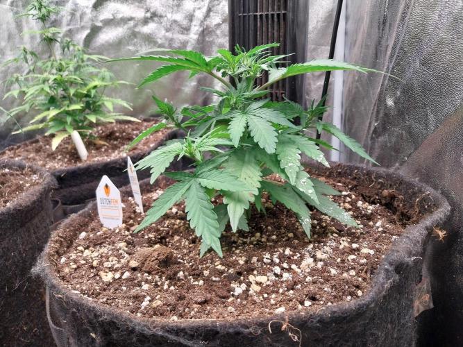 Palle leho. Week 5 - 16/02 