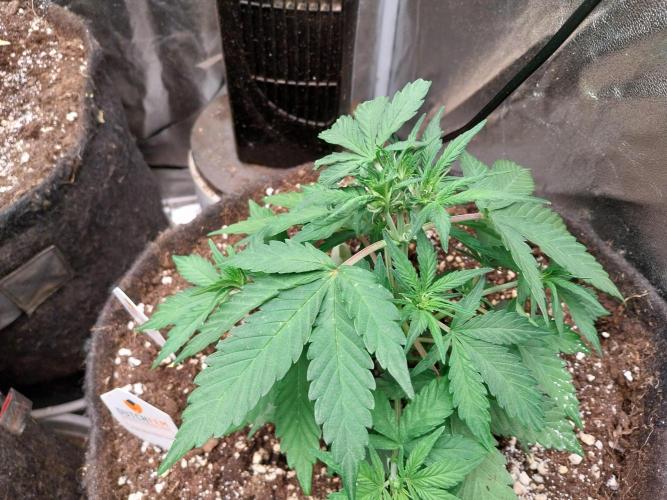 Palle leho. Week 5 - 16/02 