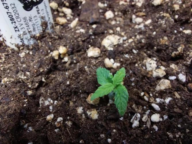 Lassape Ollogie. Week 3 - 12/02