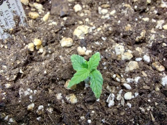 Lassape Ollogie. Week 3 - 13/02