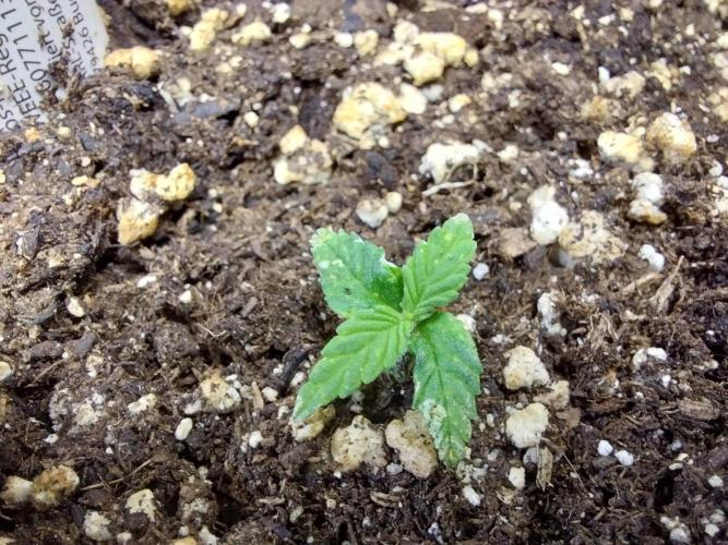 Lassape Ollogie. Week 3 - 14/02