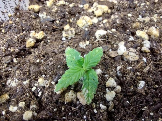 Lassape Ollogie. Week 3 - 15/02