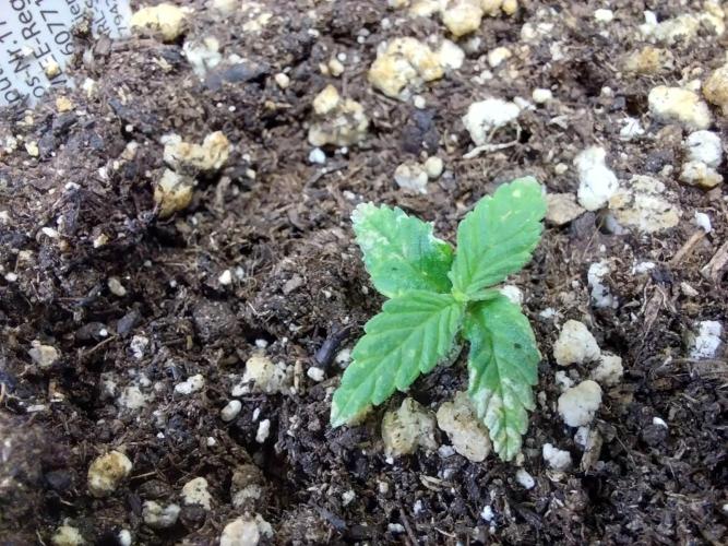 Lassape Ollogie. Week 3 - 16//02