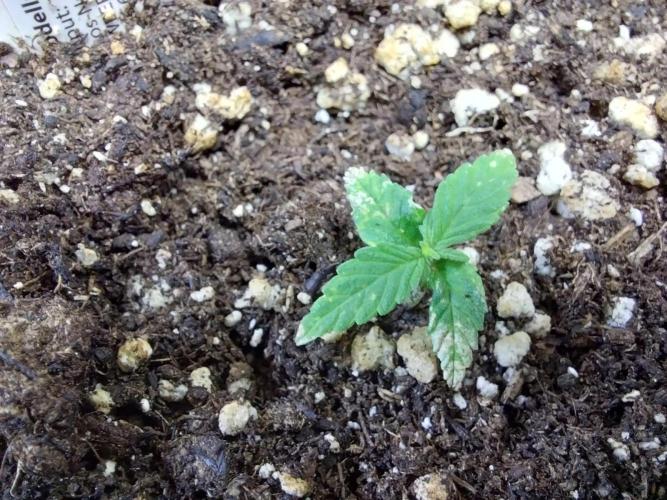 Lassape Ollogie. Week 3 - 17/02