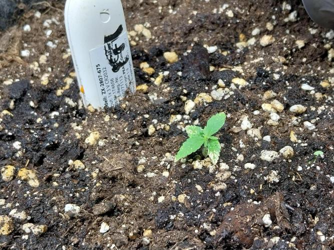 Lassape Ollogie. Week 3 - 18/02