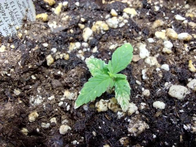 Lassape Ollogie. Week 3 - 18/02