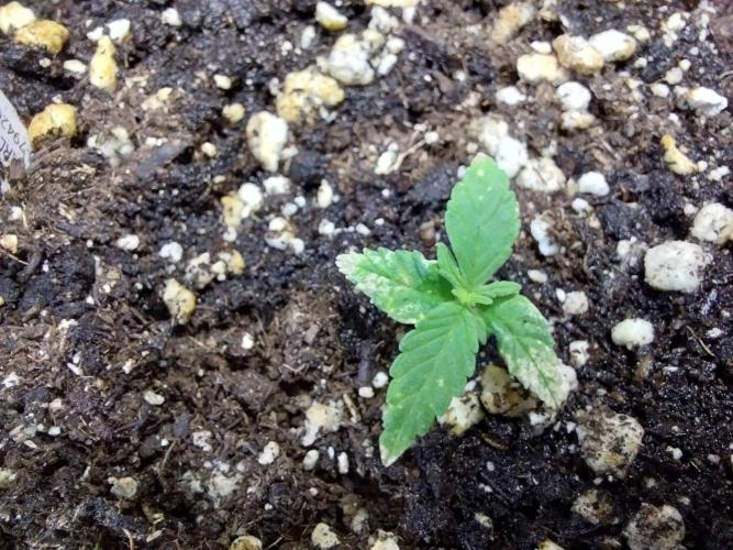 Lassape Ollogie. Week 3 - 18/02