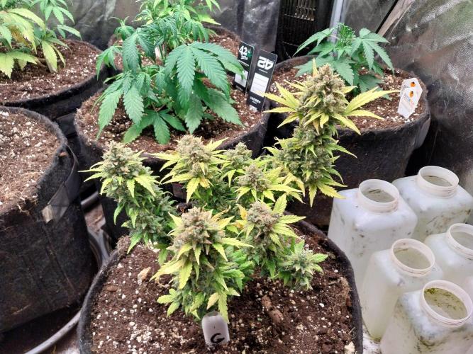 Quoitesqueu. Week 14 - 13/02