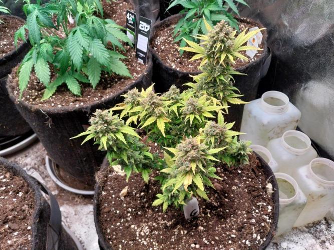 Quoitesqueu. Week 14 - 14/02