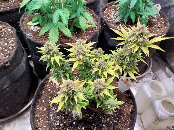 Quoitesqueu. Week 14 - 15/02