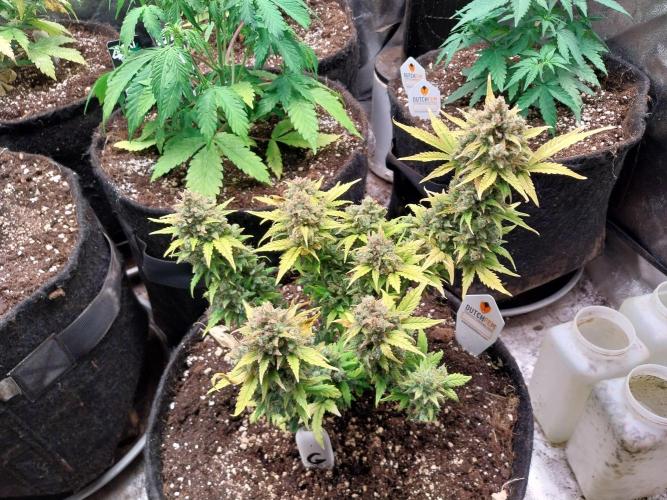 Quoitesqueu. Week 14 - 17/02