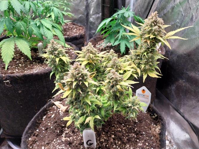 Quoitesqueu. Week 14 - 18/02